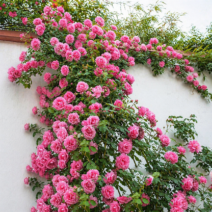 Climbing Rose Flower Seeds